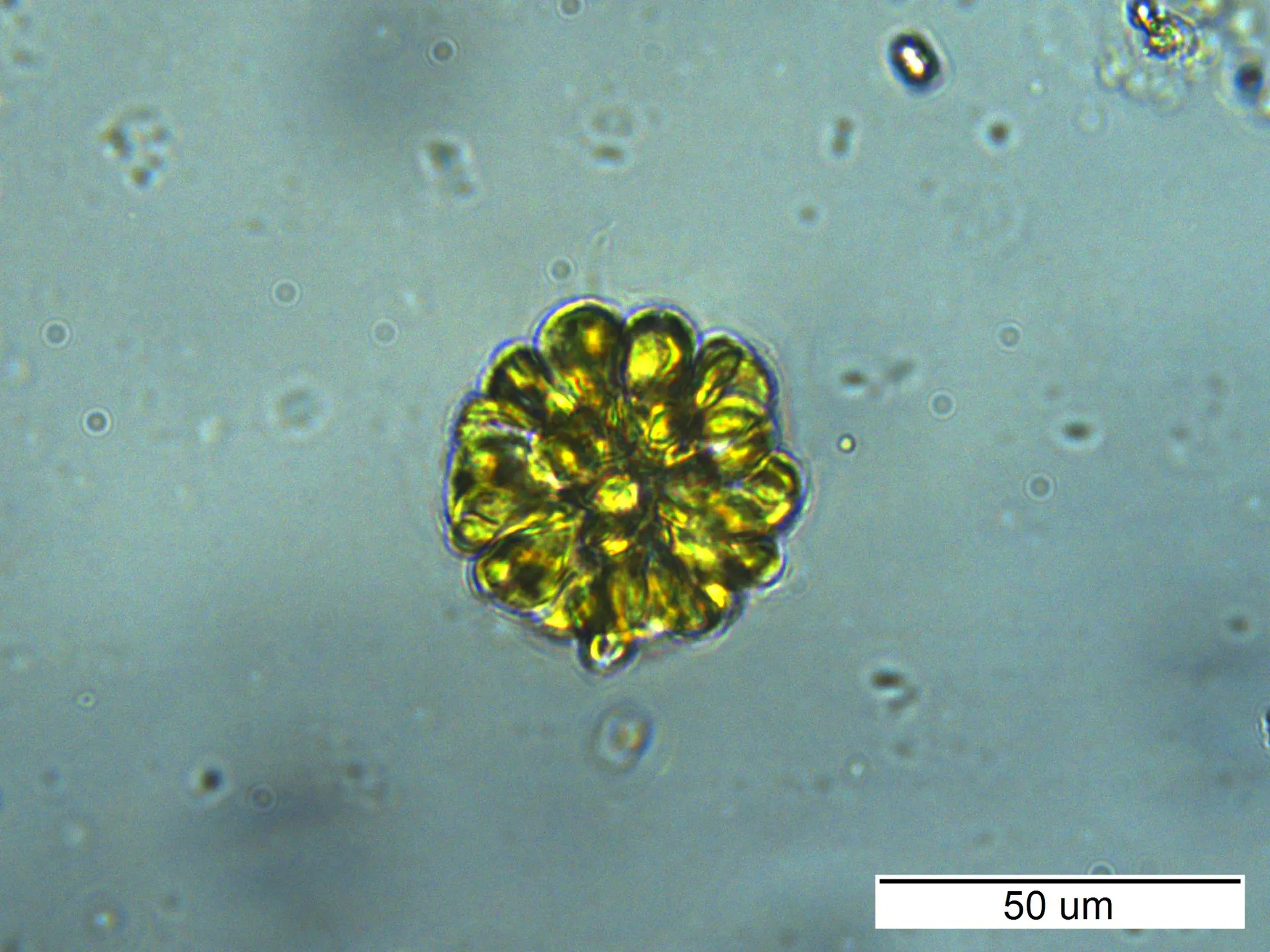 Pandorina morum © Wyn Hughes